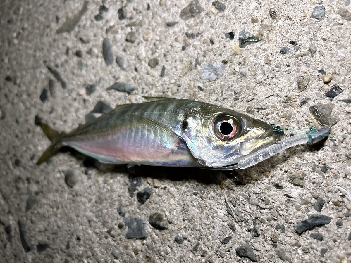 あっちゃん (@ChololDj) / Posts / X