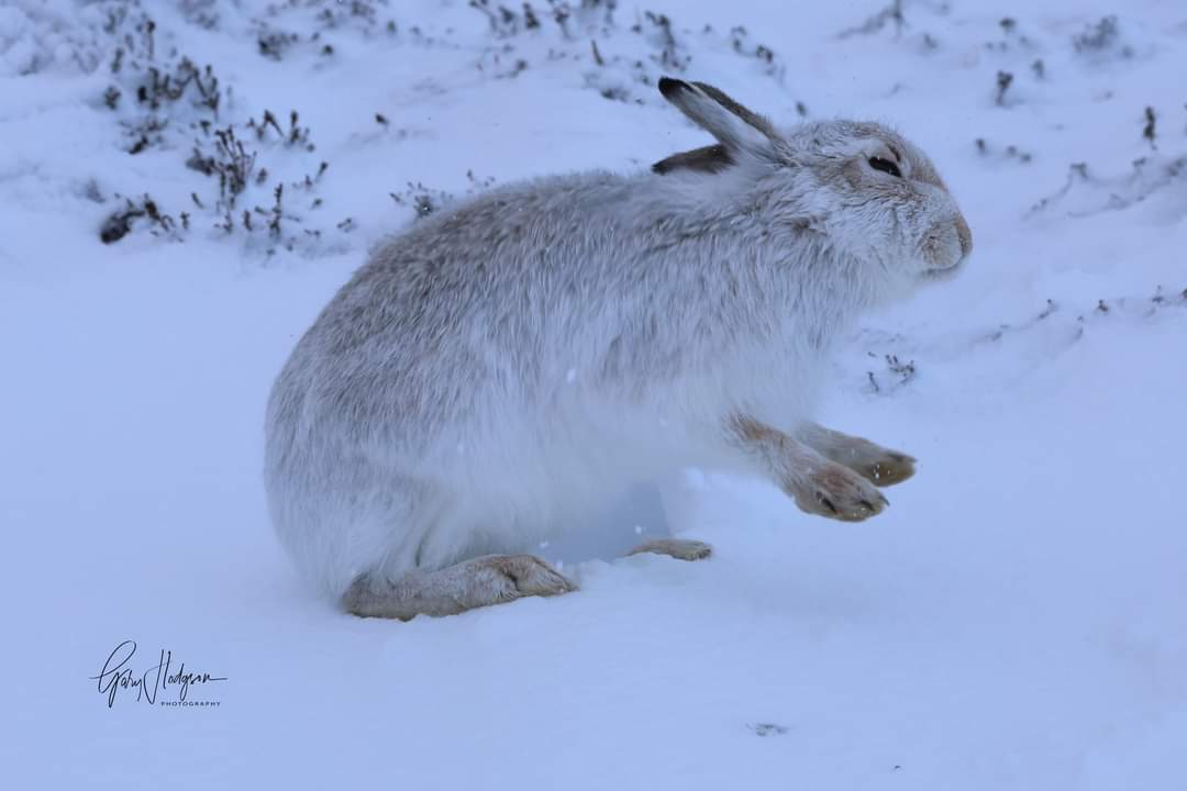 Photographing our beautiful Mountain Hares yesterday.  They're such a delight. 
#mountainhares #wildlifephotography #Winter2024 #Weather #snow #SCOTLAND