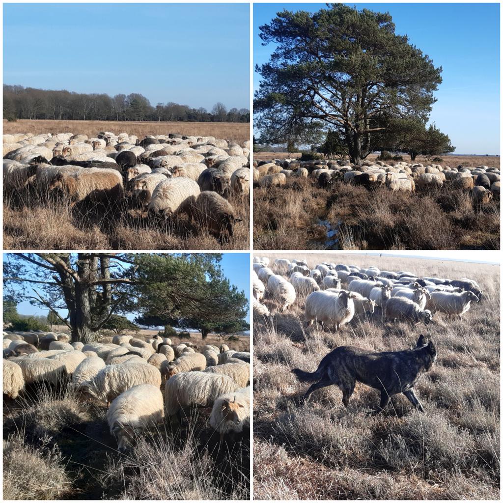 Strak blauwe lucht, hoedden met Sef, trompetterende kraanvogels, blauwe kieken en opvliegende bokjes.
#Dwingelderveld 
#SchaapskooiAchtertZaand 
#winterbegrazing 
#drentseheideschapen 
@Natuurmonument 
@N2000drenthe