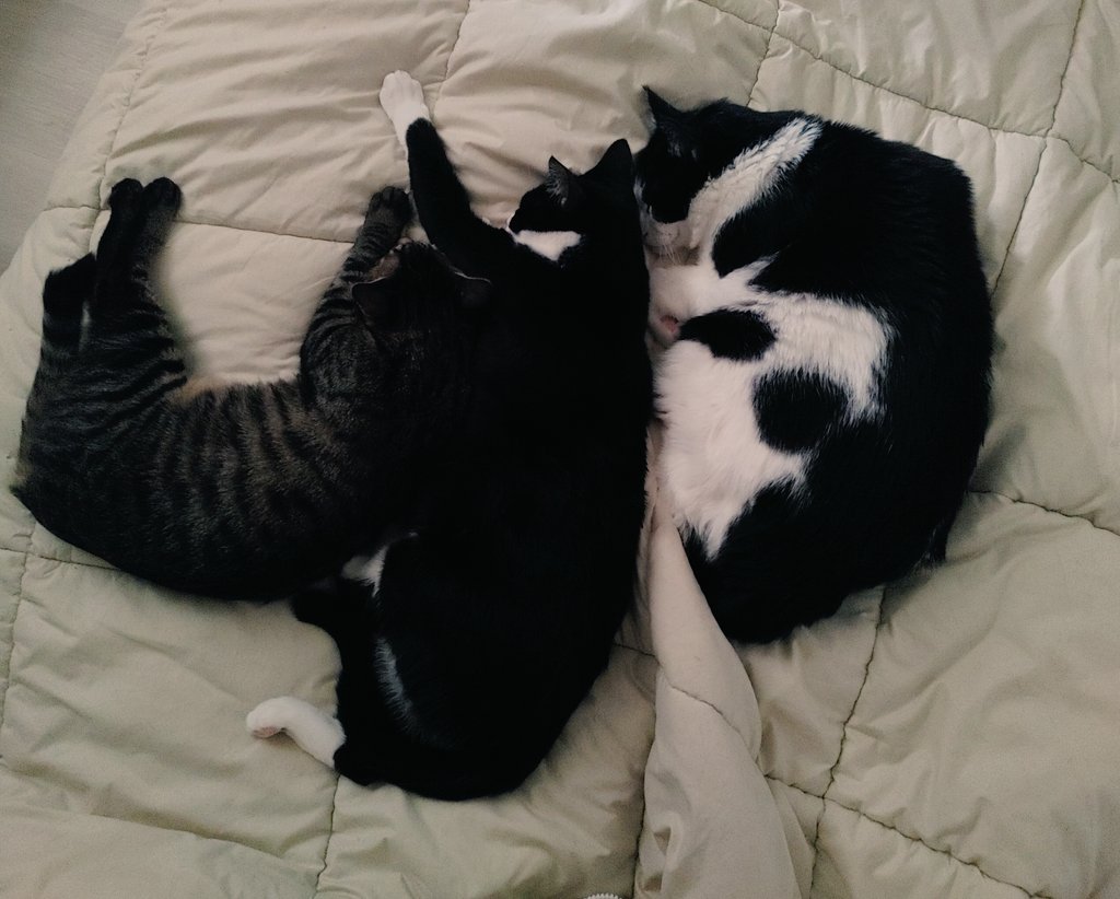 서로 안 친한데 꾸준히 같이 놀아주고 간식 줬더니 엊그제는 쌀통 뒤집어 놓고 편하게 저러고 바람개비 대형으로 잠듬. 
소<중<대
다 불러서 학익진 대형을 만들어 봐야겠음.
오늘 아침엔 제습제 다 뜯어서 치덕치덕. 걸레질 두 번이나 하고 모두 샤브샤브 샤워(발만 담금) 했뜸.