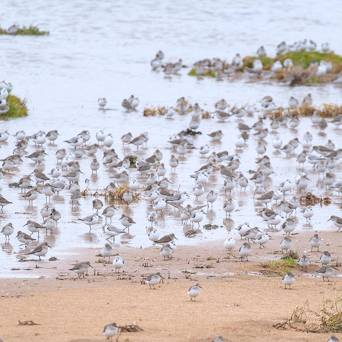 A couple of random pics of the high tide roost from Askam pier. Is there room for another Curlew on there? Sanderling and Dunlin on the tide edge.