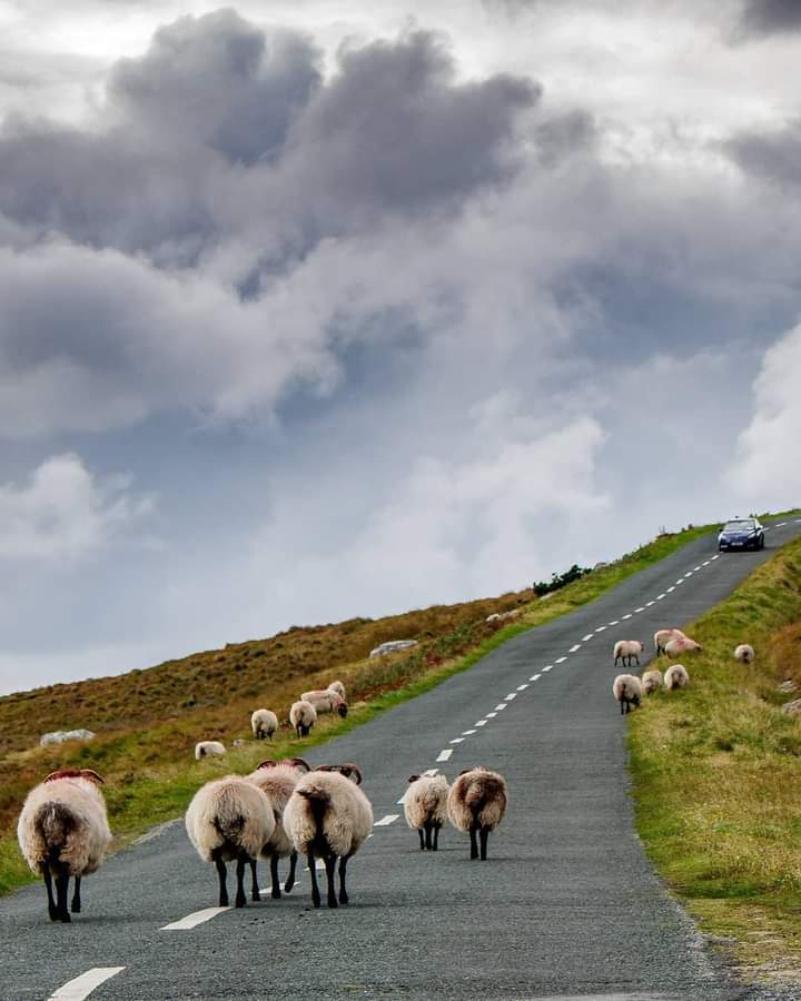 Rush hour on the road to Keem Bay, County Mayo. 📸 instagram.com/keith_ohara/ @LoveIreland3 @mayotourism @wildatlanticway