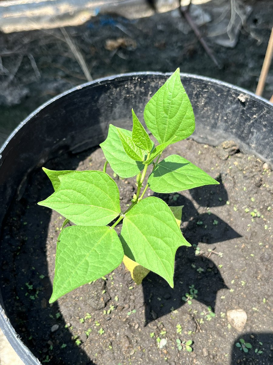 Jennifer Wilker tweet media