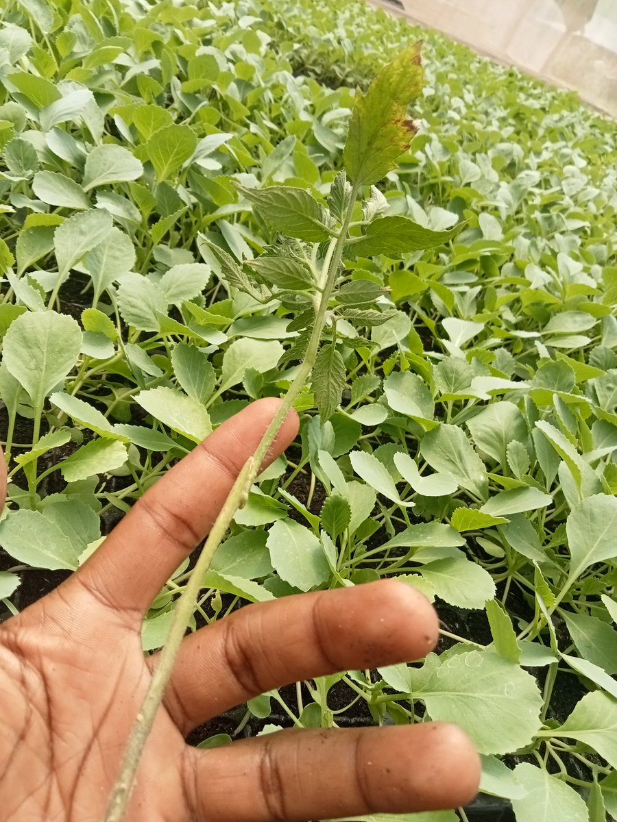 In a pursuit towards Agriculture with less carbon footprint. #Grafting of tomatoes and peppers has erased the need to sterilize soils with burning it. #smartagriculture @FrankTumwebazek @nyamadon @NLinUganda @HgtUganda