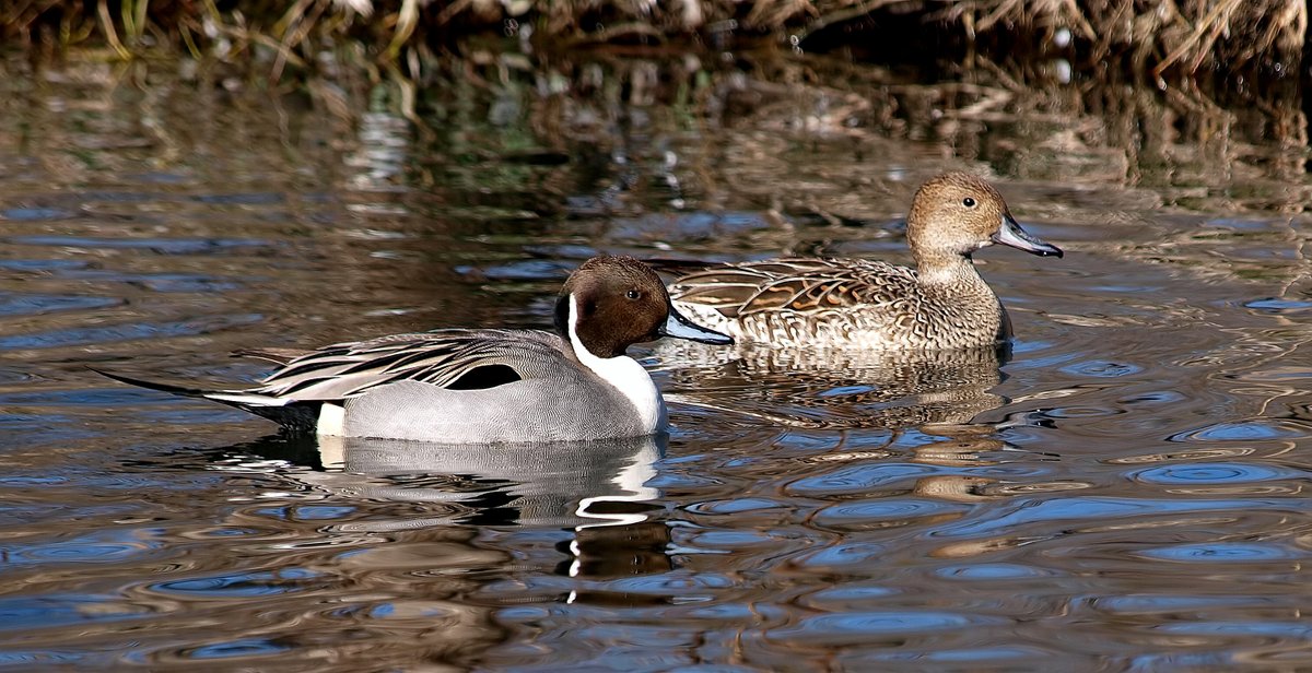 kala61857's tweet photo. One Last Shot Before I Left
I went back & got 1 last shot of the happy couple before leaving
Northern Pintail Duck (Anas acuta)
https://t.co/F6ARArd3SV
#duck #ducks #pintails #waterbirds #winterducks #NaturePhotography #wildlifephotography #birding #NorthernPintails https://t.co/GH4kqn2CZL
