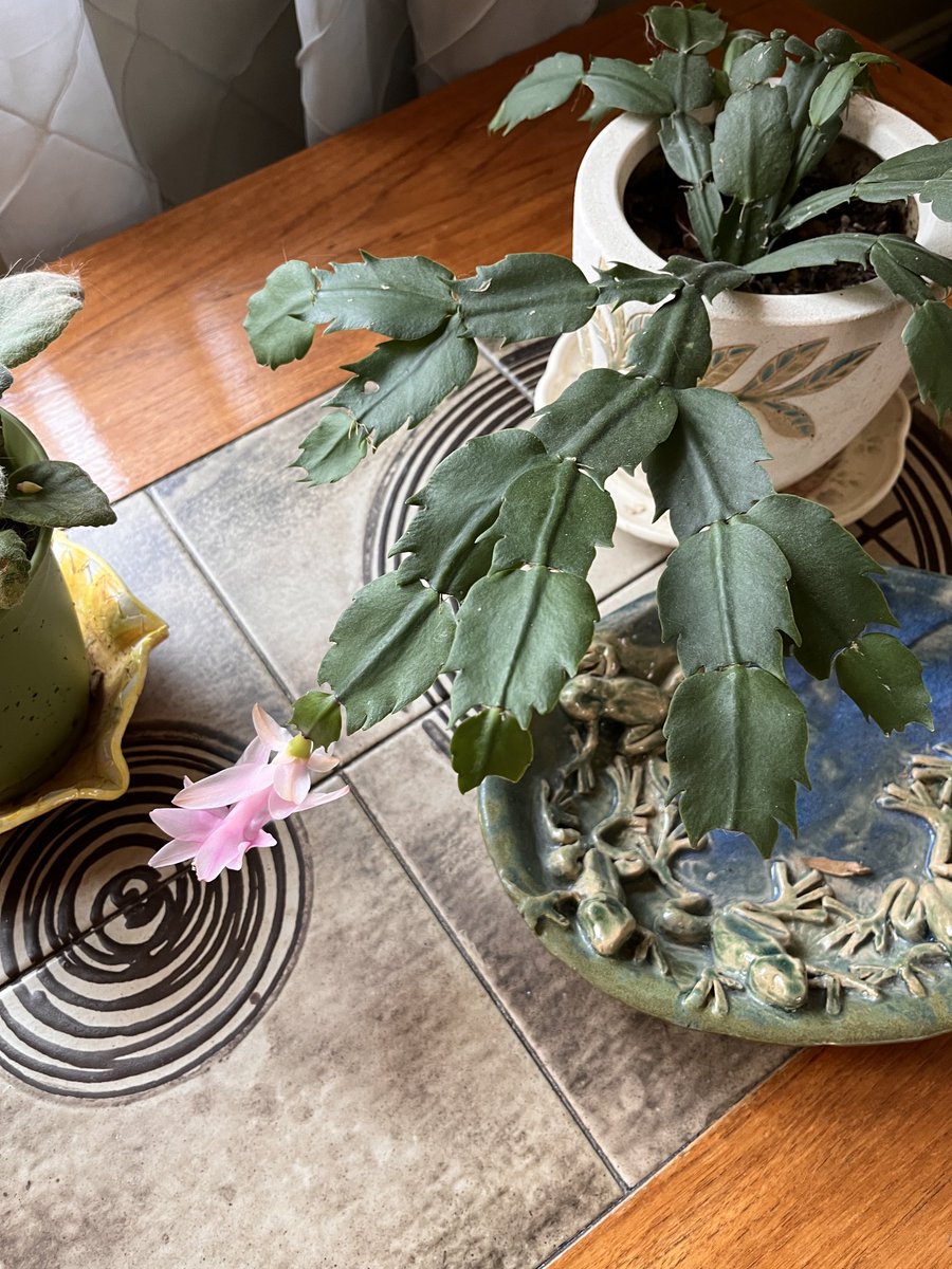 Late bloomer for a Thanksgiving cactus