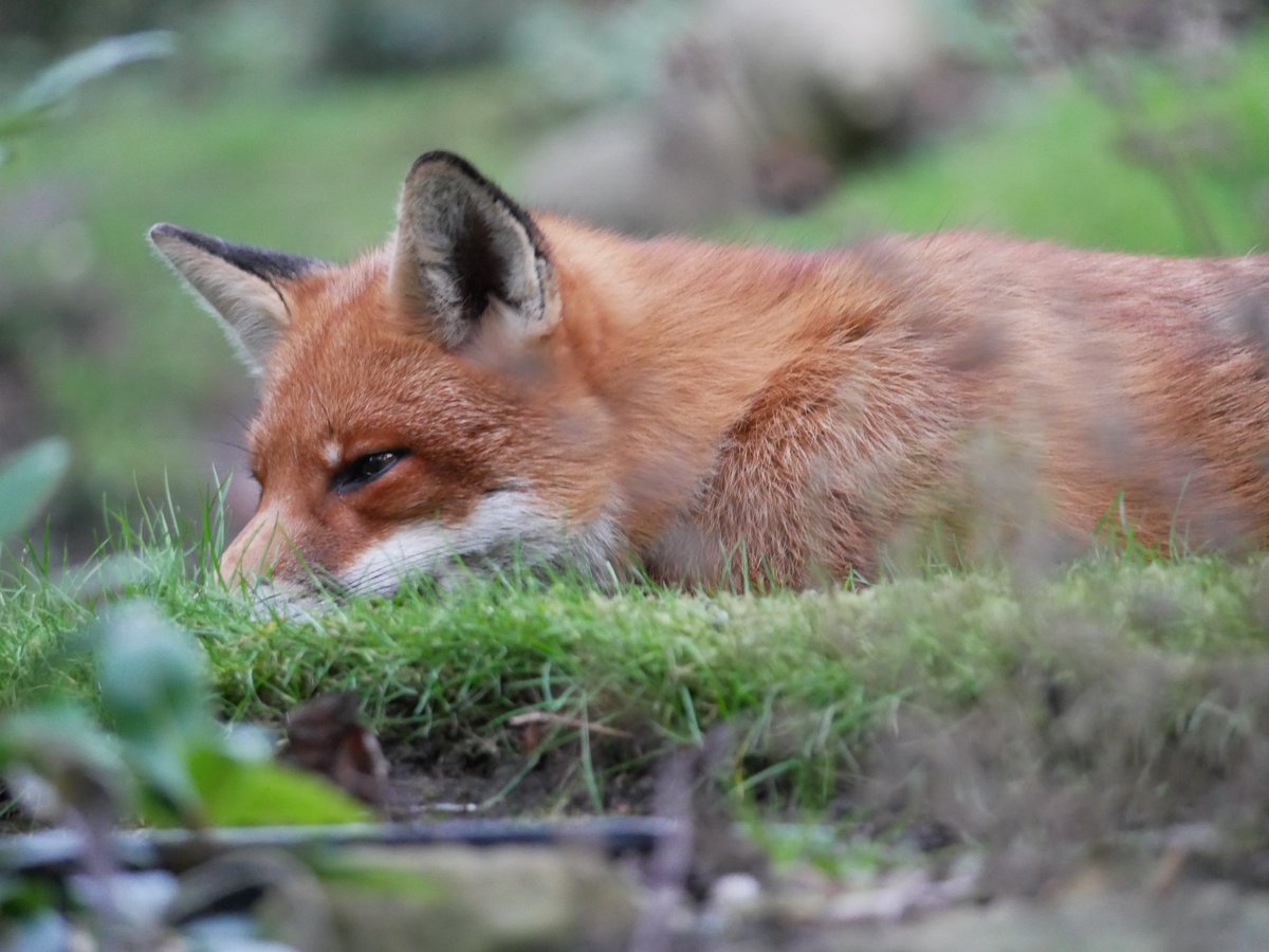 flako1959's tweet photo. Still following me around the garden waiting for food. She’s looking thick around the middle; there’ll be cubs soon.
She’s happy to have a snooze whilst I potter about. I’ve learnt my lesson & make sure no shoes are left outside the door!
#foxoftheday #HolgateFox
@ChrisGPackham https://t.co/i4HcY8qMc2