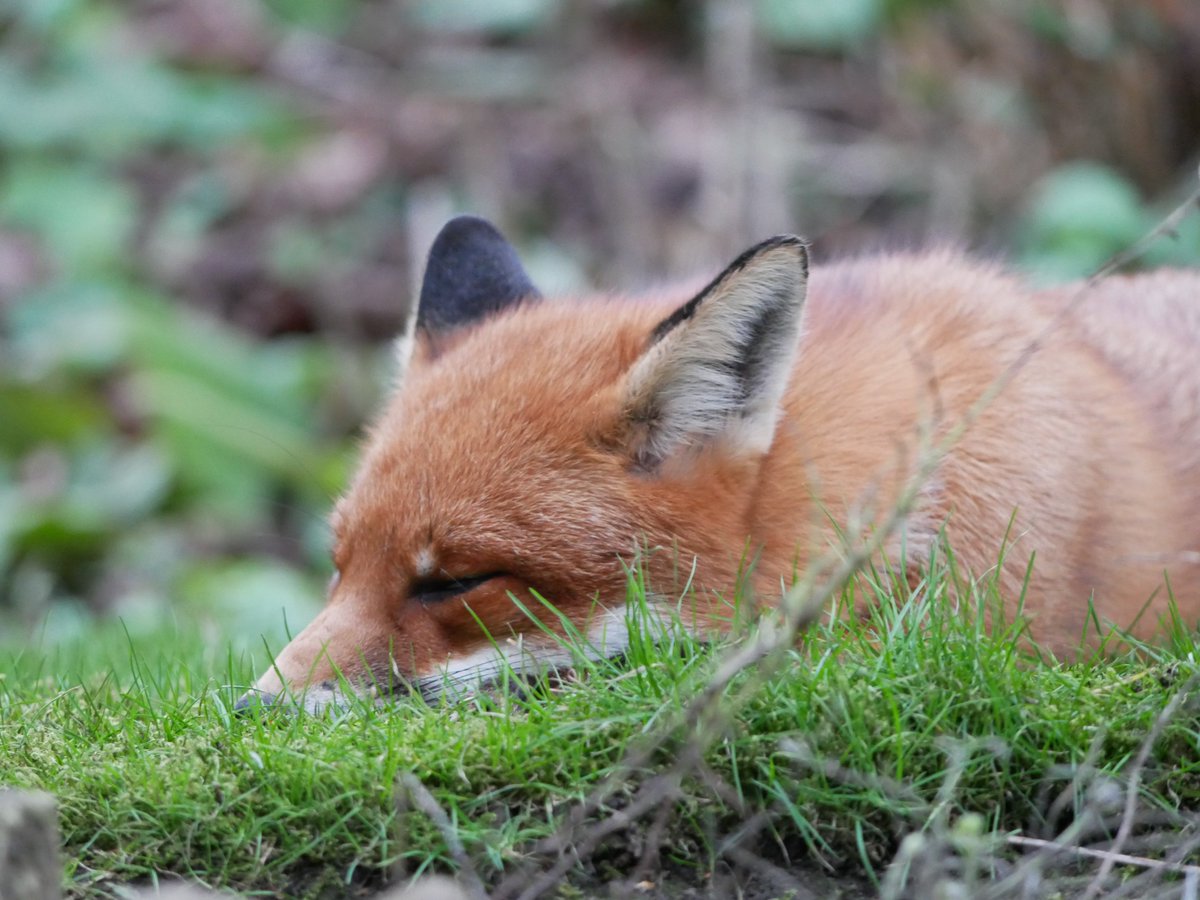 flako1959's tweet photo. Still following me around the garden waiting for food. She’s looking thick around the middle; there’ll be cubs soon.
She’s happy to have a snooze whilst I potter about. I’ve learnt my lesson & make sure no shoes are left outside the door!
#foxoftheday #HolgateFox
@ChrisGPackham https://t.co/i4HcY8qMc2