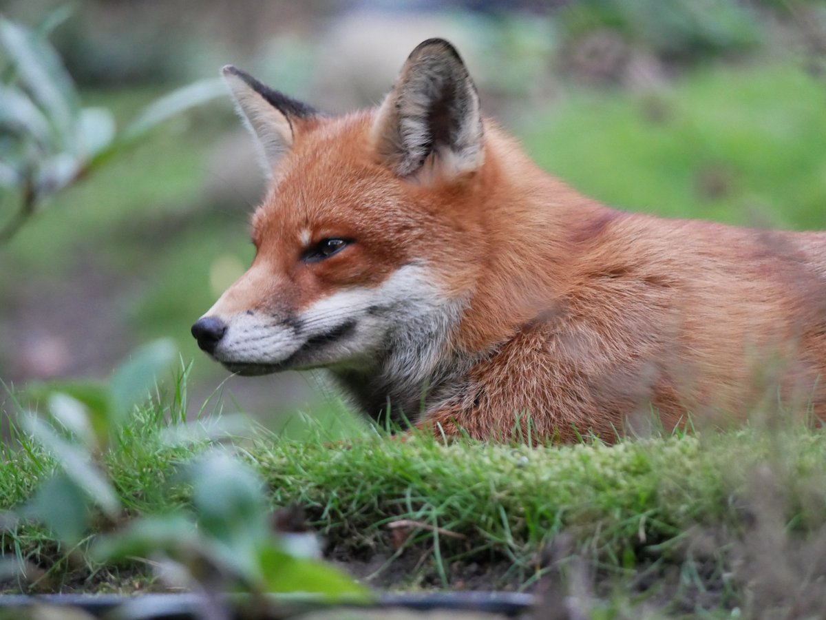 flako1959's tweet photo. Still following me around the garden waiting for food. She’s looking thick around the middle; there’ll be cubs soon.
She’s happy to have a snooze whilst I potter about. I’ve learnt my lesson & make sure no shoes are left outside the door!
#foxoftheday #HolgateFox
@ChrisGPackham https://t.co/i4HcY8qMc2