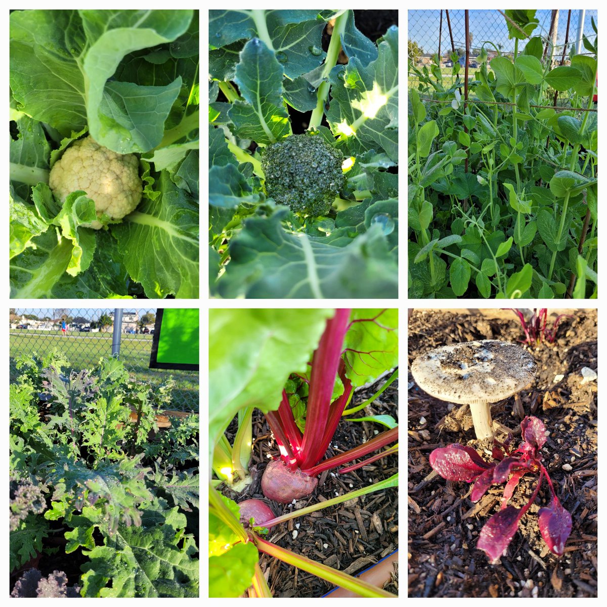 At Raymond Temple Elementary, We are proud to showcase our beautiful  winter vegetables!
#weragreenribbonschool
<a href="/CentraliaSup/">Norma E. Martinez</a> 
<a href="/rt_eagles/">Ms. Stuht, Principal</a> 
<a href="/CAGreenRibbon/">CA Green Ribbon</a>