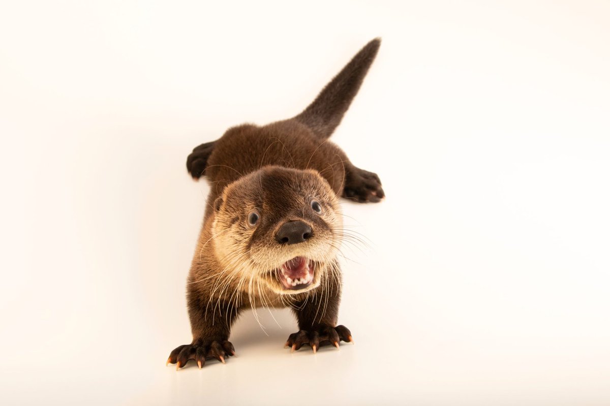 The North American river otter is built for life on the water. Thick, protective fur keeps them warm as they navigate chilly waters, short legs and webbed feet make them fast swimmers, and their long, narrow body and flattened head helps to keep their movements streamlined.