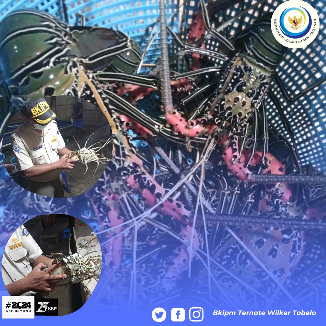 Hai #sahabatquarantine, 28 Januari 2024 Pejabat Karantina Ikan Wilker Tobelo melakukan giat Pemeriksaan jumlah, jenis dan ukuran terhadap komoditi Lobster Hidup tujuan Jakarta. #MENTERIKKP #SAKTIWAHYUTRENGGONO #KKPGOID