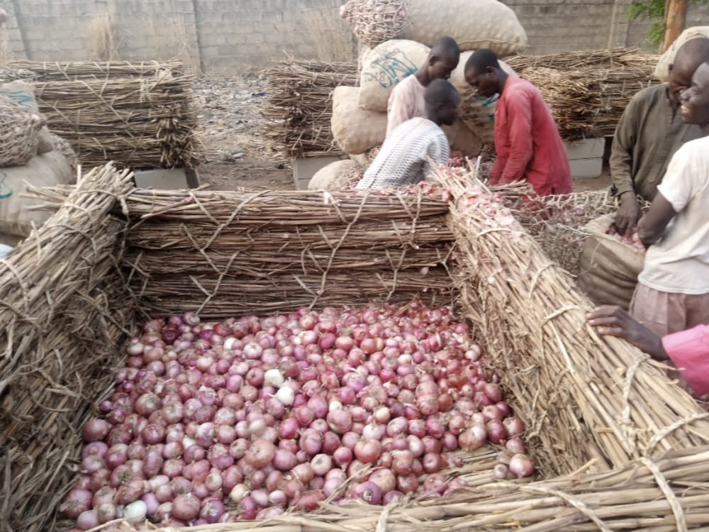 ruffydfire's tweet photo. Govt should help Farms like Dawib that plant onions and also have facilities to help them for food security. https://t.co/Rf8j2o0Kpn
