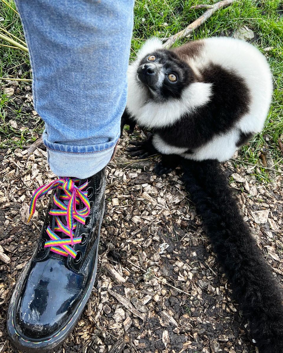 _Laboleyn's tweet image. Data collection in a walkthrough has its perks (and difficulties)