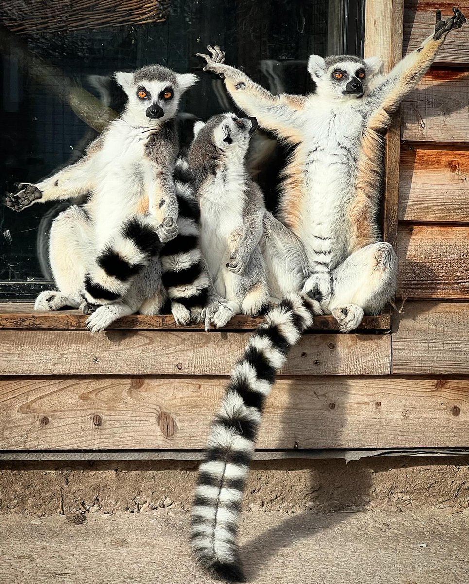 _Laboleyn's tweet image. Data collection in a walkthrough has its perks (and difficulties)