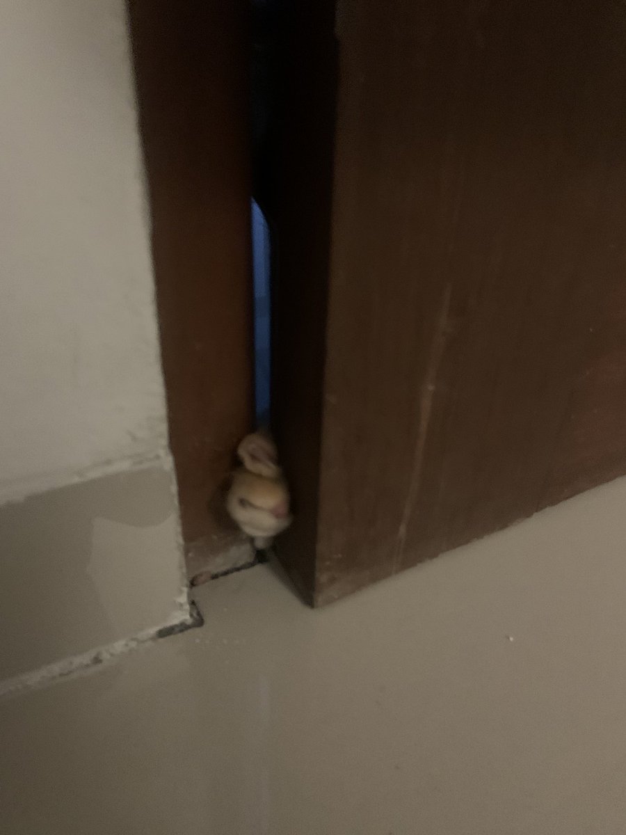 Raditya Rio tweet media