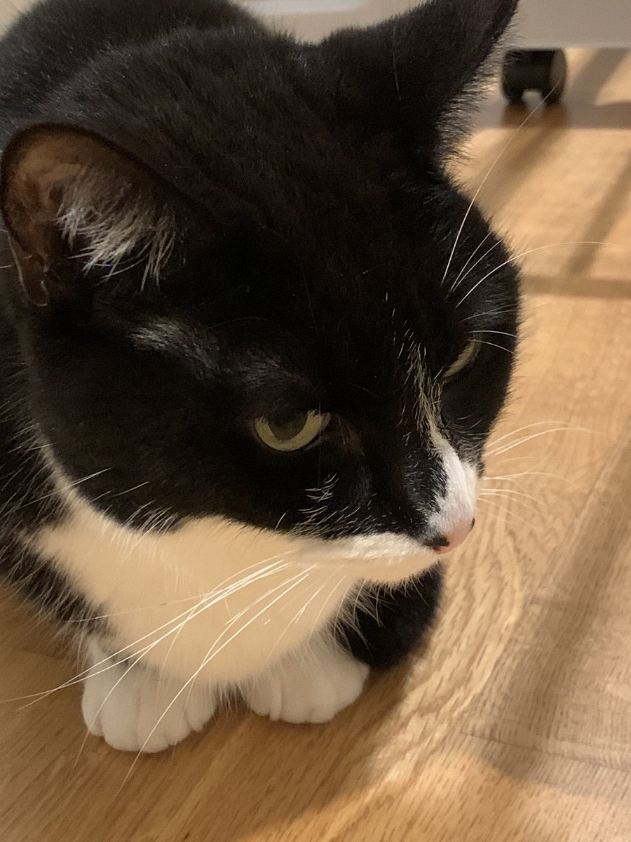 Sn0wyCat 🌱 tweet media