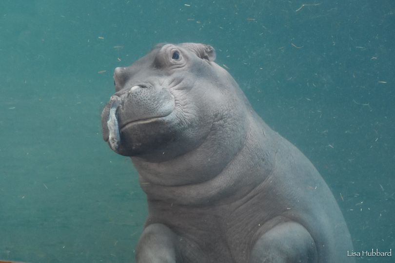 Fritz playing with a fish. Hippos are vegetarian &amp; don't eat the fish in Hippo Cove but they sometimes play with them. Enter to win the Ultimate Hippo Getaway by Jan. 31st. One lucky winner will get a behind-the-scenes tour for 7 people to meet the hippos! cincinnatizoo.org/events/fiona-b…
