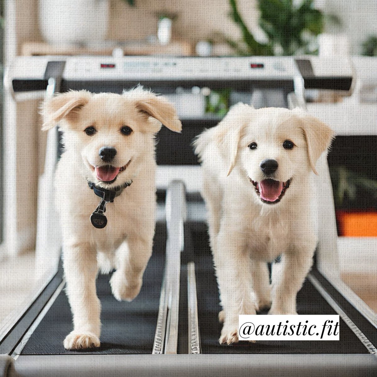 autistic_fit's tweet photo. Meet your virtual workout buddy ☁️➡️ https://t.co/Kik00x7cYF https://t.co/PdIapNIPpZ