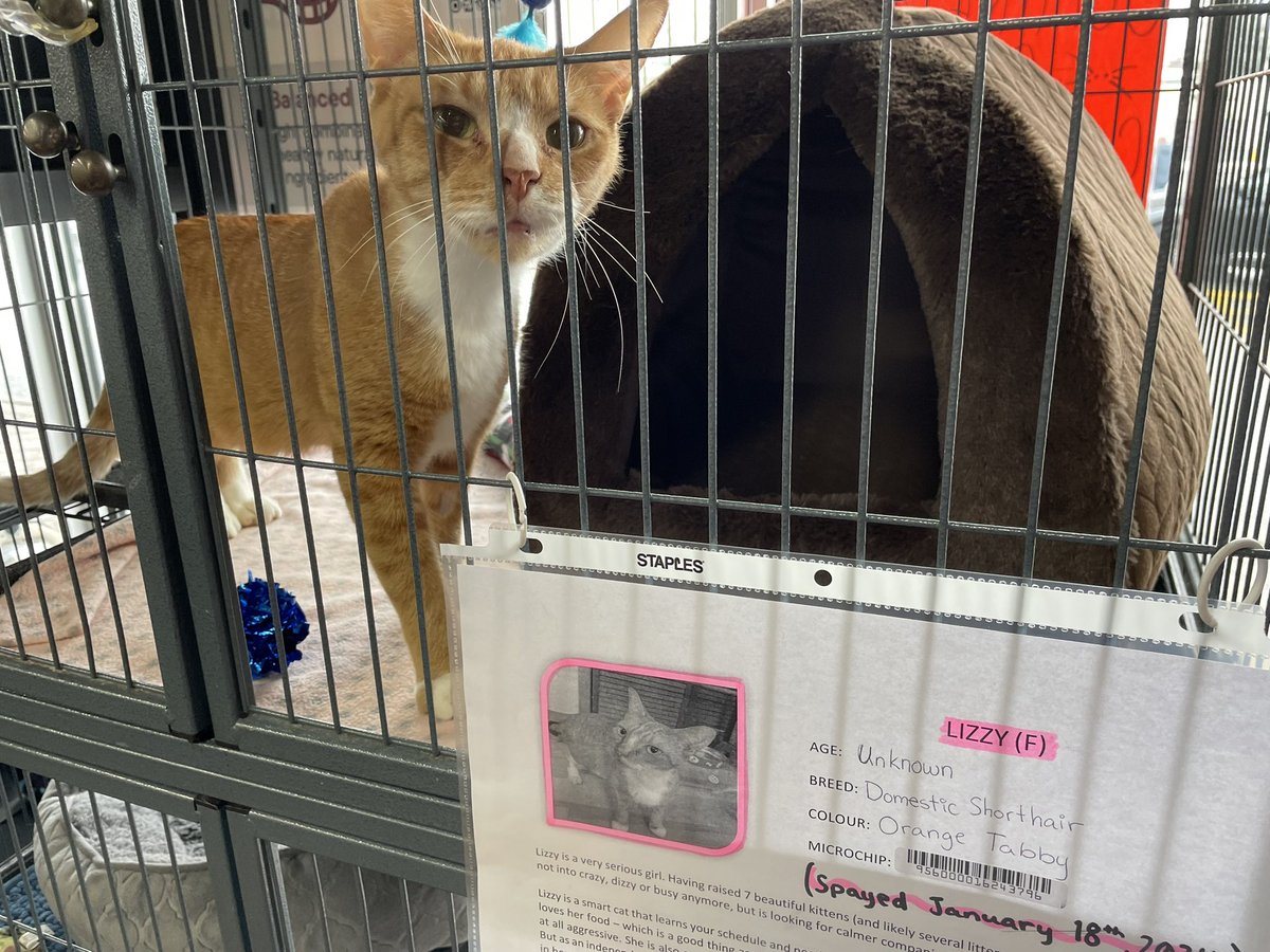 ErinBCoffin's tweet photo. If you are in #kanataSouth and looking for a cat, @petvalu on #Hazeldean has lovely Lizzy - I resisted brining her home! https://t.co/8ScUhzbspP