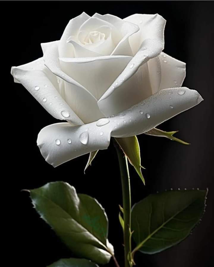 ‎ 💫🌴‎🇮🇶🌴 لهَفَة الشمّري 💫 tweet media