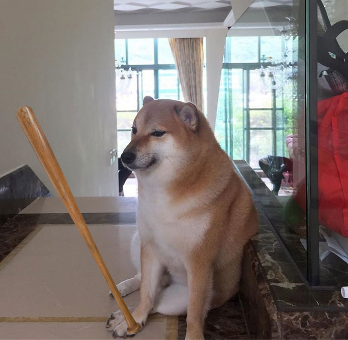 MPOX_DBA's tweet photo. @Pentosh1 The dog is cute. $DOBO #DogeBonk https://t.co/8OivUL9Z7v