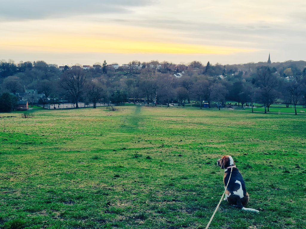 Musing in #Meanwood 🤔🌳 <a href="/loveleedsparks/">Love Leeds Parks</a> #beaglelife