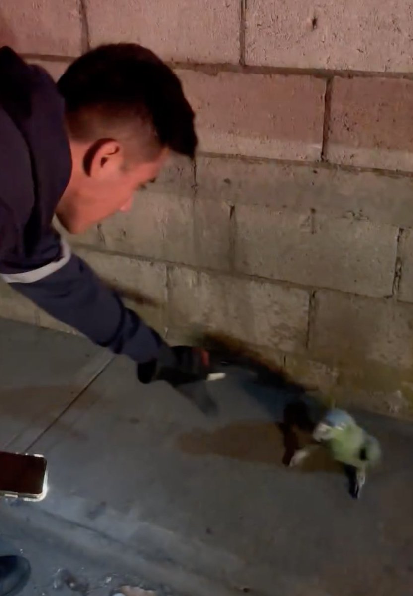 😥 ¡SE ESCAPÓ DEL SUSTO! 🦜  

Tras el #SismoGT que sacudió al país la noche del pasado viernes, un hermoso lorito fue visto vagando por las calles de Patzún, Chimaltenango. Aunque estaba muy asustado, un grupo de bomberos lo ayudó a regresar a casa con su dueño. 

Infórmate en