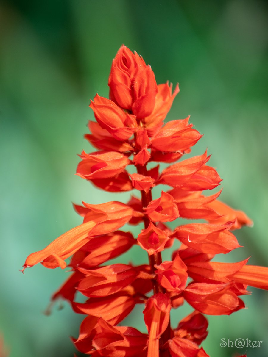 mdshakerbd's tweet photo. #flower #nature #red #garden #shakerphotography https://t.co/xVTYtpVrkP