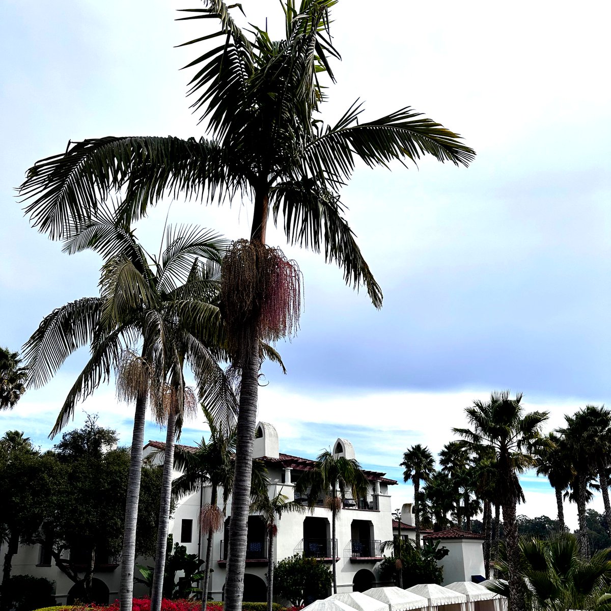 #pacificocean #palms #getaway
