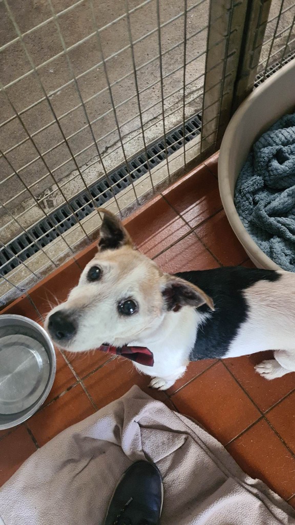 Urgent, please retweet to help Milo find a home #BURTONUPONTRENT #STAFFORDSHIRE #UK 
 '14-year-old Milo has been patiently waiting for a family to fall in love with him for 7 whole months 🥺He may be in his senior years, but he's not ready to retire just yet! He loves human