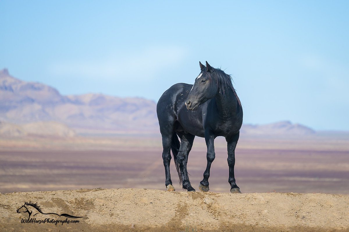 #StallionSaturday South Onaqui stallion, Cobra, looking like he is on a catwalk!

Find prints: wildhorsephotographs.com/onaqui-mountai…

#GetYourWildOn #WildHorses #Horses #FallForArt #Horse #Equine #FineArt #AYearForArt #BuyIntoArt #HorseLovers #Equine #FineArtPhotography #PhotographyIsArt