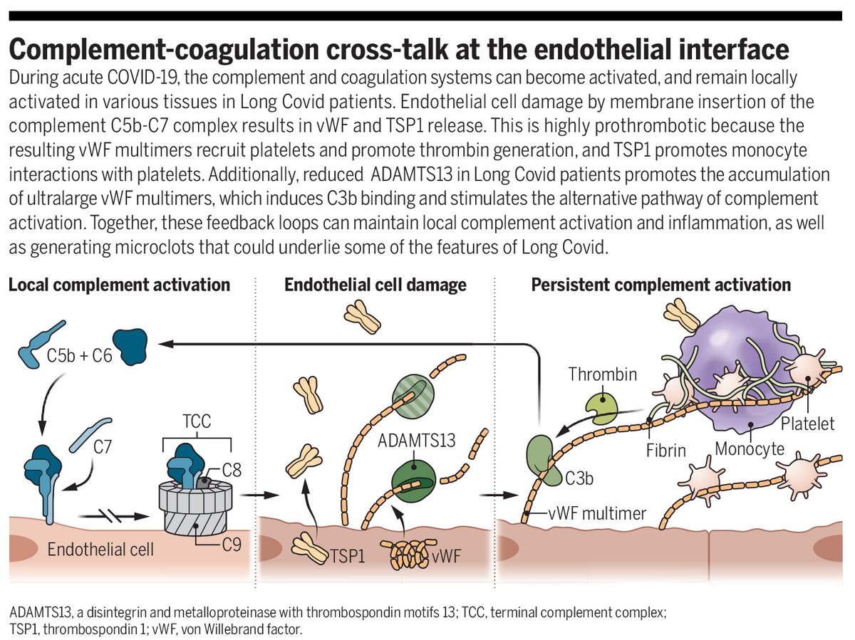 Analysis of blood samples from patients with #LongCovid has revealed serum protein changes as the likely culprit. The results show potential biomarkers for diagnosis and could yield insights into treatment.

scim.ag/5FX
#SciencePerspective: scim.ag/5FW