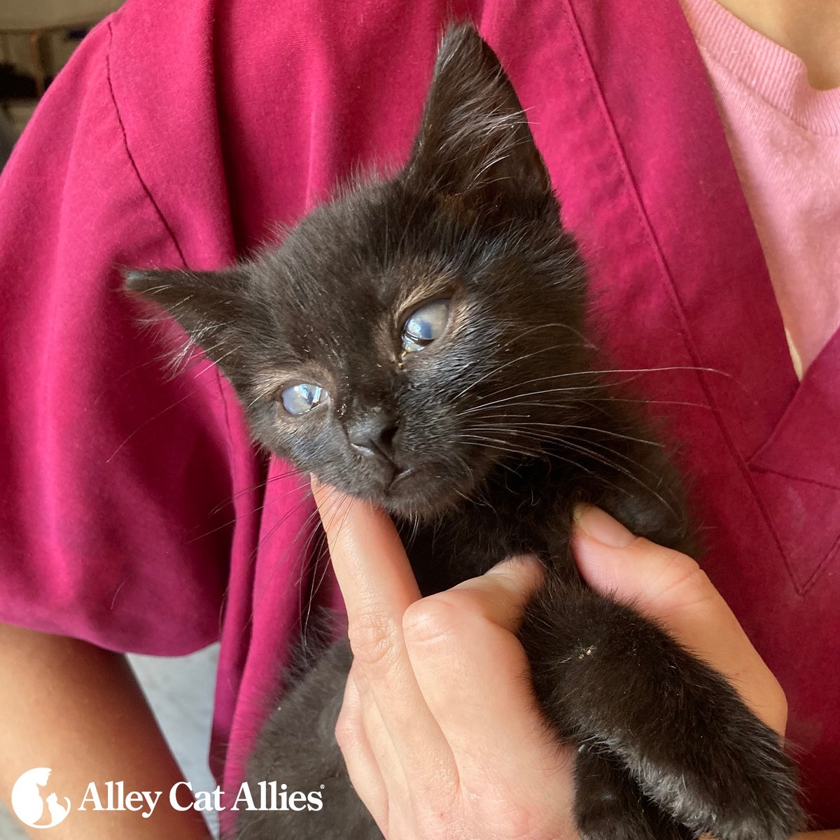 alleycatallies's tweet image. We were back on the ground with @_tinypaws in Oklahoma yesterday to check in with kittens receiving lifesaving care through our grant!

You may remember Elizabeth, the blind kitten we introduced to you back in November. Here she is then and today--grown up and doing amazing!