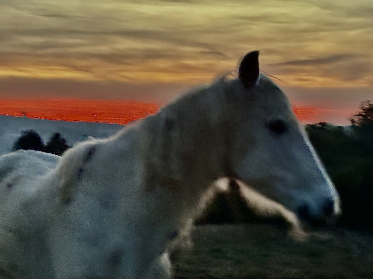 PardoMestre's tweet image. #Bonvespre #Ponent #Duna