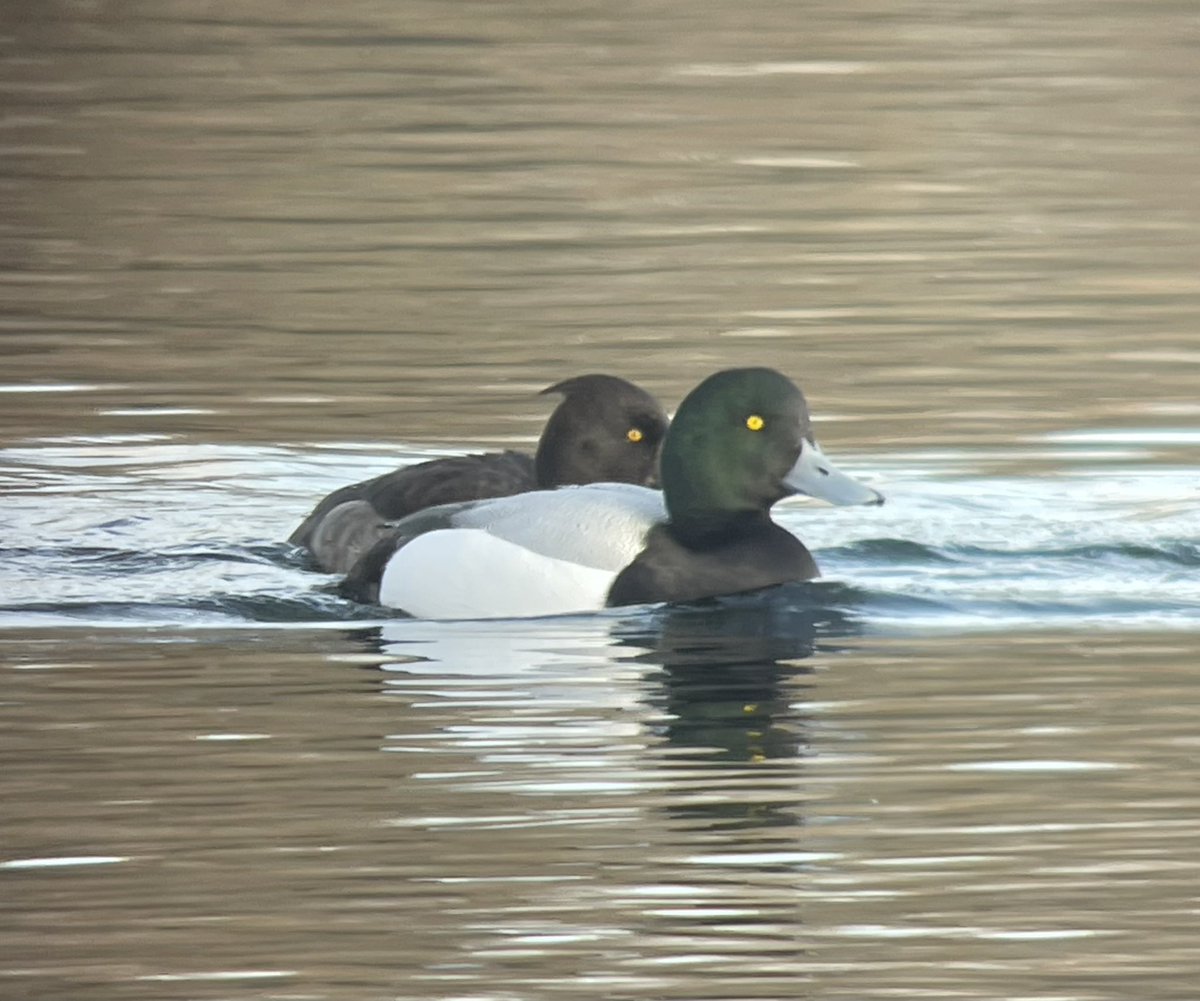 SwarovskiOptik tweet picture