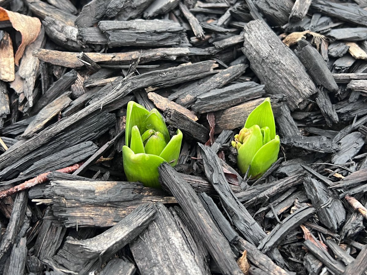EmmaHurt1976's tweet image. Saw some encouraging signs in the garden this morning, that warmer brighter days are ahead. #SpringIsComing #WestChesterOH