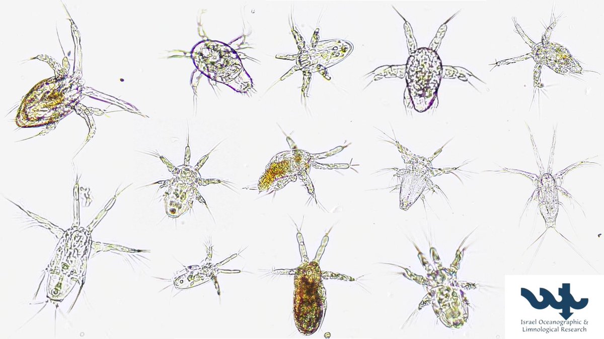 #M197 #plankton time! 🌊🔬🦐 When you go through many samples, you start looking for the odd ones out. Copepod nauplii - the first 6 larval stages out of 12 - are numerous... @IOLR_Israel @GEOMAR_en @UofHaifa