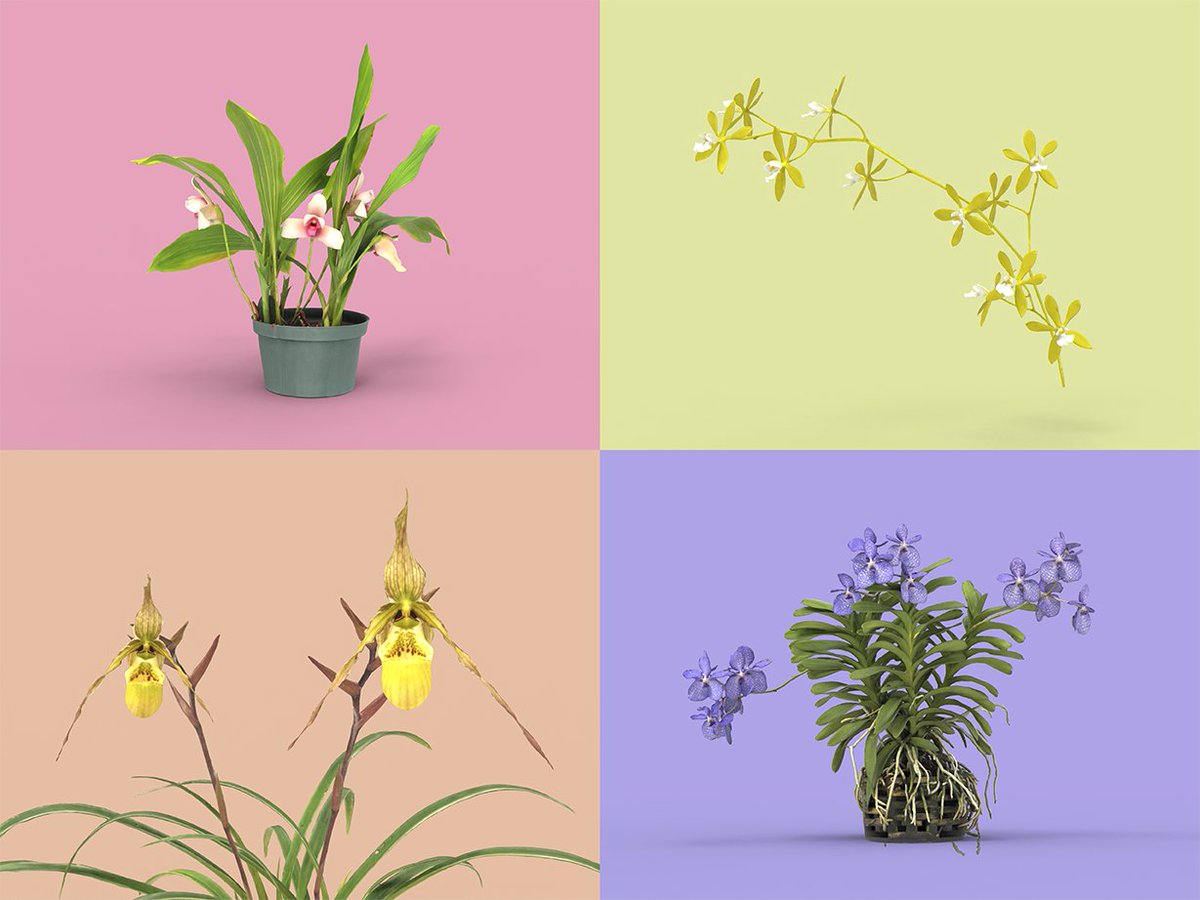 Bring some color into these grey winter months by taking an interactive tour of 9 beautiful new orchid #3D models🏵️ gardens.si.edu/exhibitions/fu… You can see (and smell) them at @SIGardens exhibition #FutureOfOrchids in the Kogod Courtyard of @ArchivesAmerArt & @SmithsonianNPG