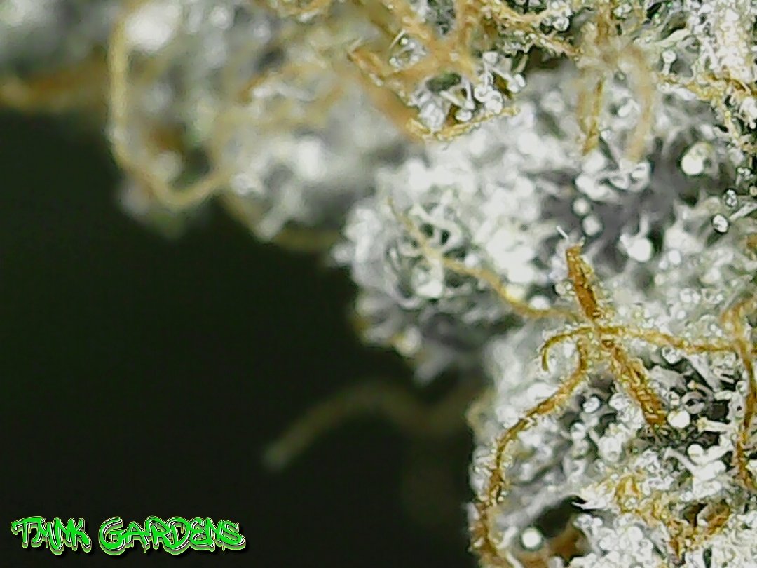Happy Shatterday #StonerFam here is some Gary Poppins zoomed in about 300x using a usb microscope. Wish I had more of this strain, such a unique flavor. Berries, gas, and menthol. Quite a good looker too! Stay frosty on those cold streets!
#mmemberville #growyourown 
🍇⛽️❄️🔬🙂