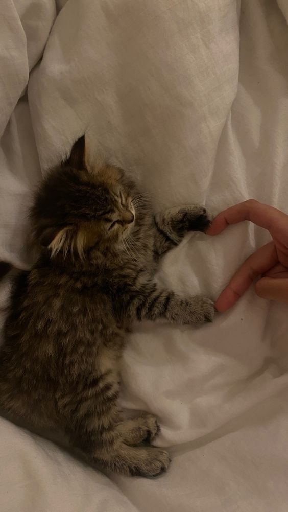 WeAssessCats's tweet photo. https://t.co/AXBvEbKLWe
