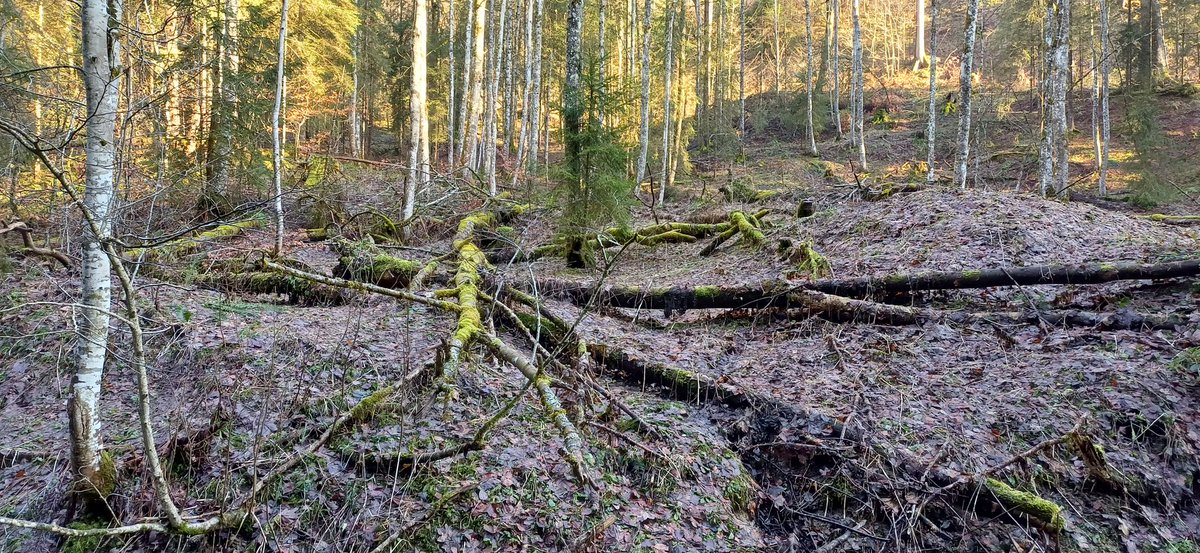 HrWildlife's tweet photo. #Totholz
Wichtig für zahlreiche #Tierarten
#Waldhabitat https://t.co/jVK1Vhts5i