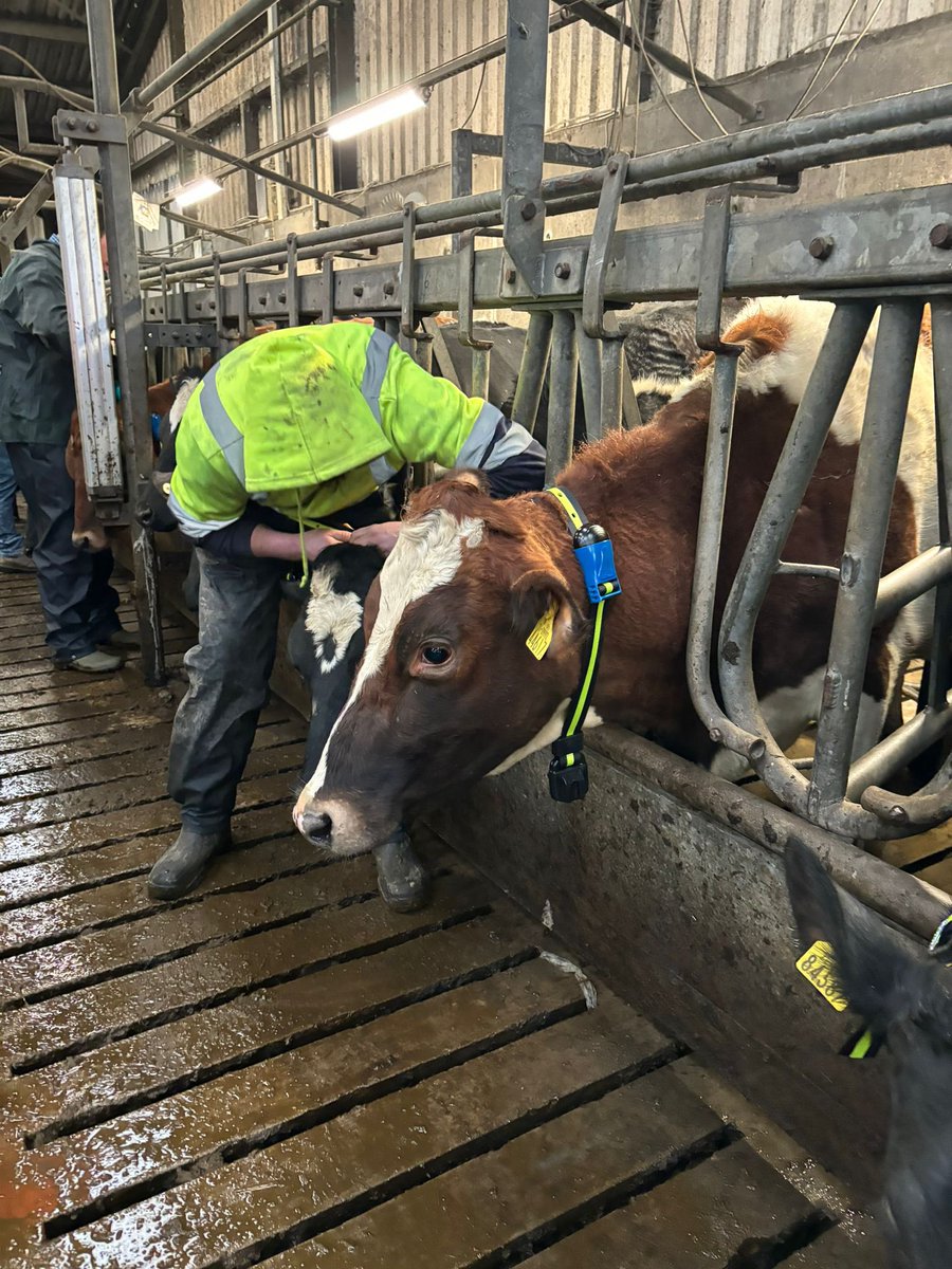 SenseHubIrl's tweet photo. Busy week around the country installing #SenseHub collars and #Allflex drafting gates🐄
One to note was an install in @ClonakiltyAg. Great addition for the next generation to learn about the role of monitoring tech and how data can be used to make informed decisions on farm🐄😀 https://t.co/vr7I97VWOR