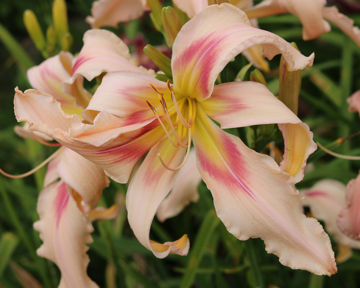 Lots of 'New' cultivars here at Strictly Daylilies! 'Hemerocallis Fiona'. A Beauty!
