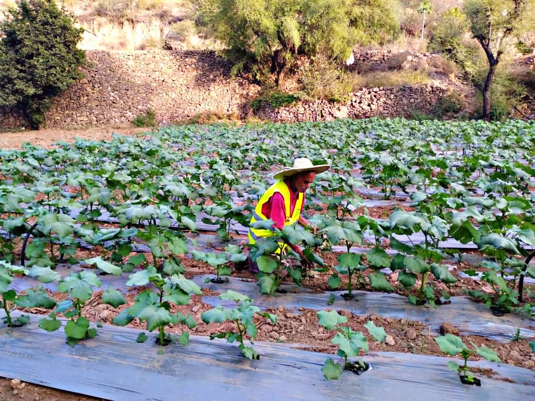 SFDYemen's tweet photo. The glory of gardening: hands in the dirt, head in the sun, heart with nature. To nurture a garden is to feed not just on the body, but the soul.

#YemenCantWait #Yemen https://t.co/rOIrL8eMZM
