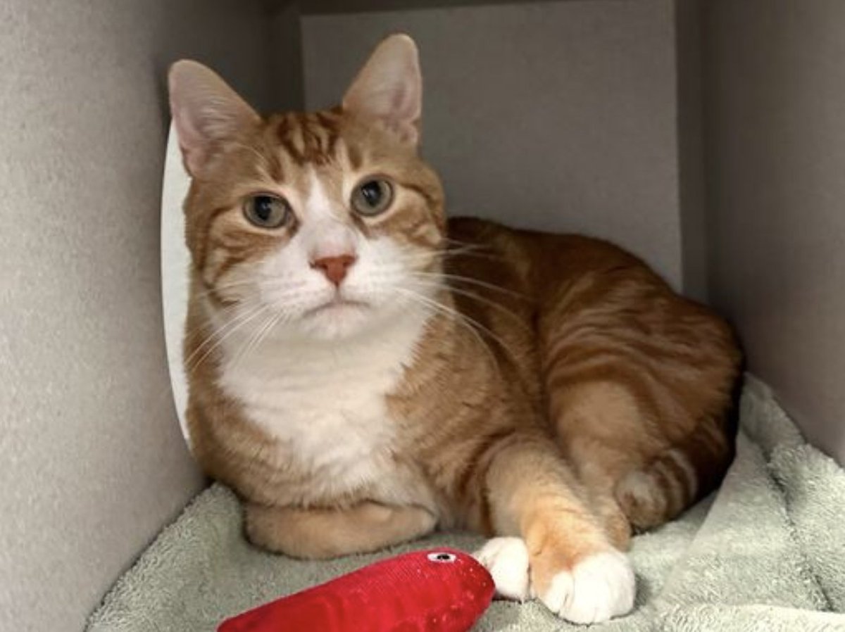And the fantastic news is 🥳✨

Bogart 9 yo is safe 💖🙌😺🙌💖 and has been rescued by an NH partner unknown currently 🙏✨

I will come back to you to collect pledges when I will have the information ✨

Thank you so much to all angels for Bogart 
🧡🧡🧡🧡🧡🧡🧡🧡🧡🧡🧡🧡🧡🧡