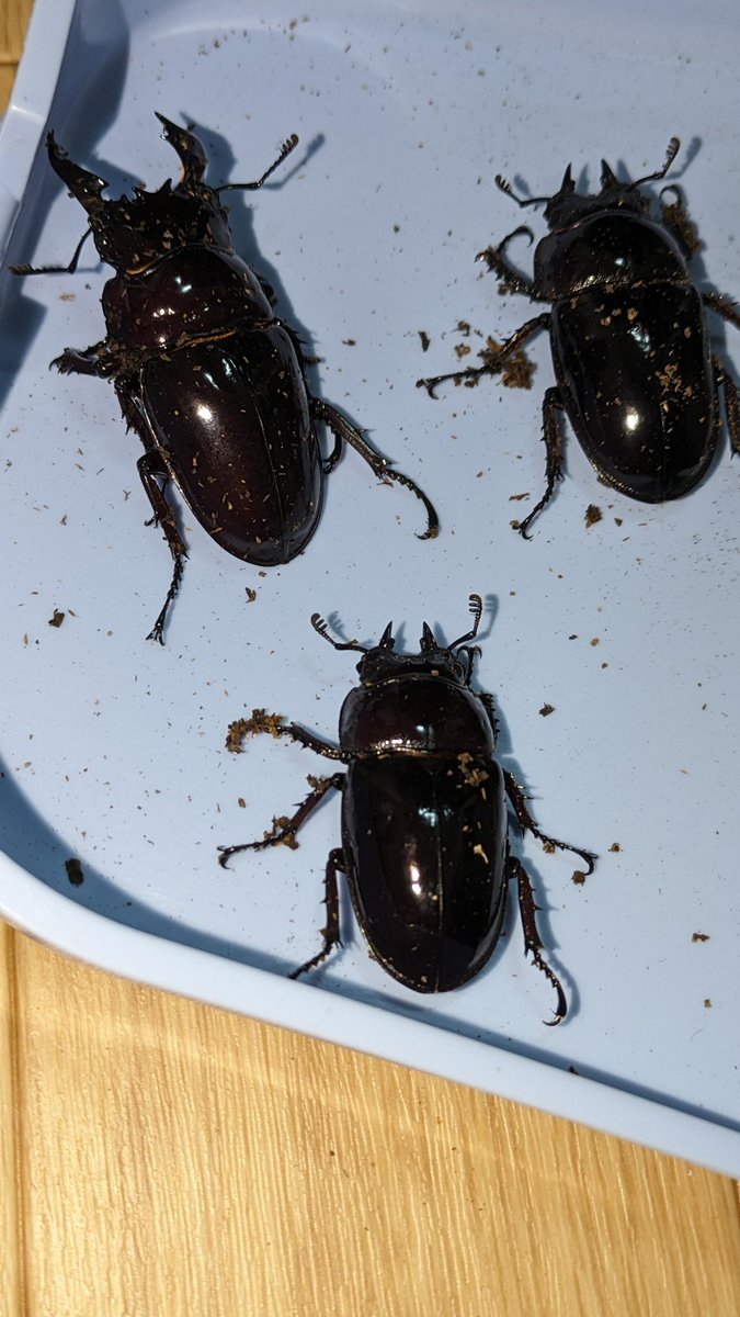 一昨年の横浜クワタでのご褒美に買ってもらったレギ子供

溶けまくって、800に入れれたのは５匹、羽化したのは３匹😂
なんとか別れてくれたので、ブリード続け。。。
ち◯こ、とどくかなぁ、それだけが心配