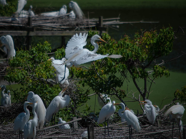 ICYMI- (Egret Nesting) - photos.mikemcbrideonline.com/2020/01/28/egr… - #AveryIsland #Bird #Louisiana