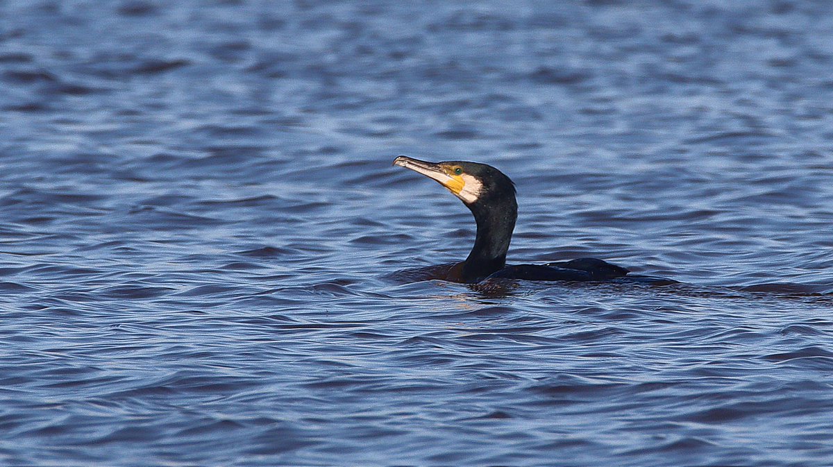 Con el ligero aumento de la transparencia del agua en l'Albufera vivido estas semanas, los cormoranes vuelven a pescar en la laguna.
No es para tirar cohetes, pero con las aguas marrones de diciembre, sencillamente no veían nada al perseguir sus presas buceando