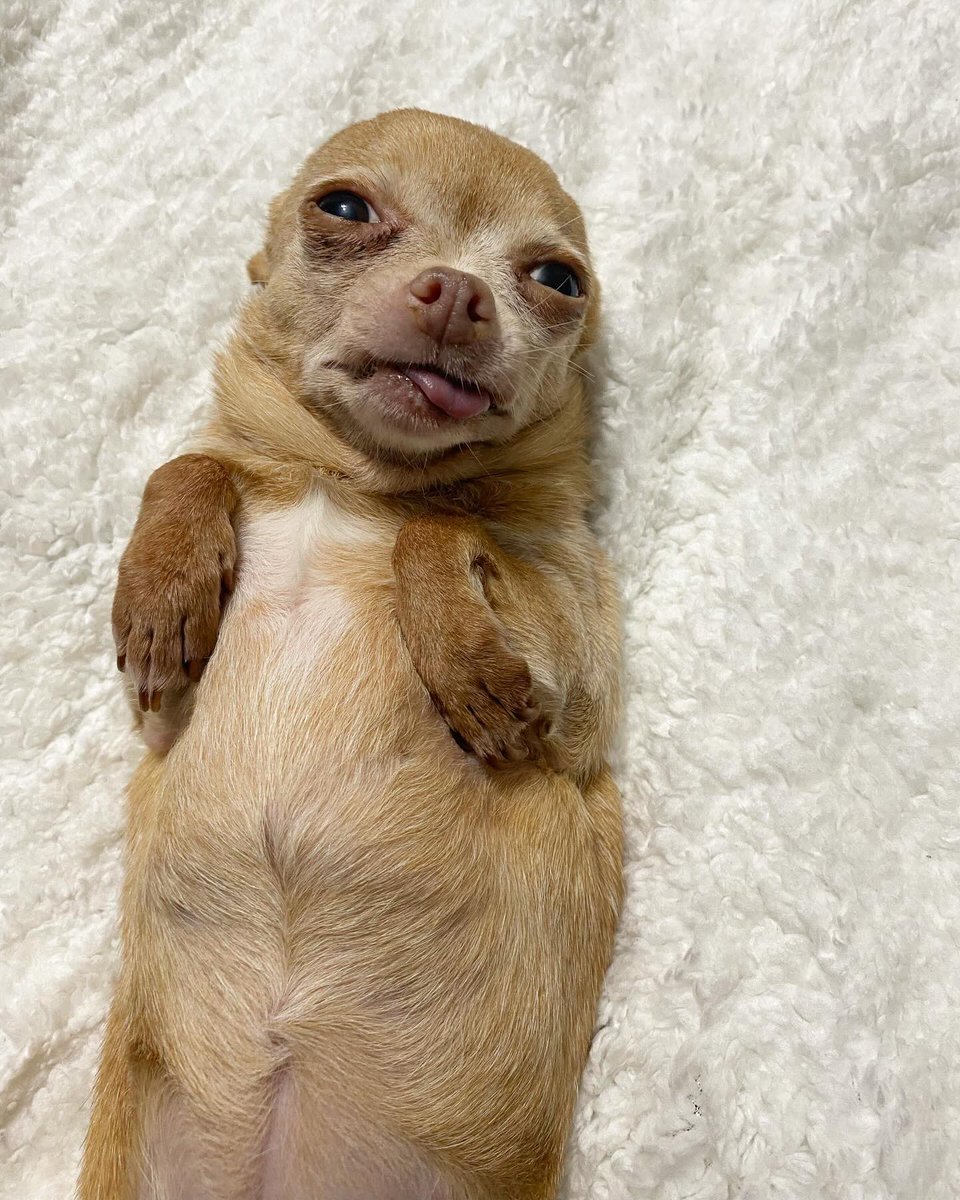 We only rate dogs. This is a southern sleepy seal pup. Please read her a short but comforting bedtime story, and only send dogs. Thank you… 13/10 #SeniorPupSaturday